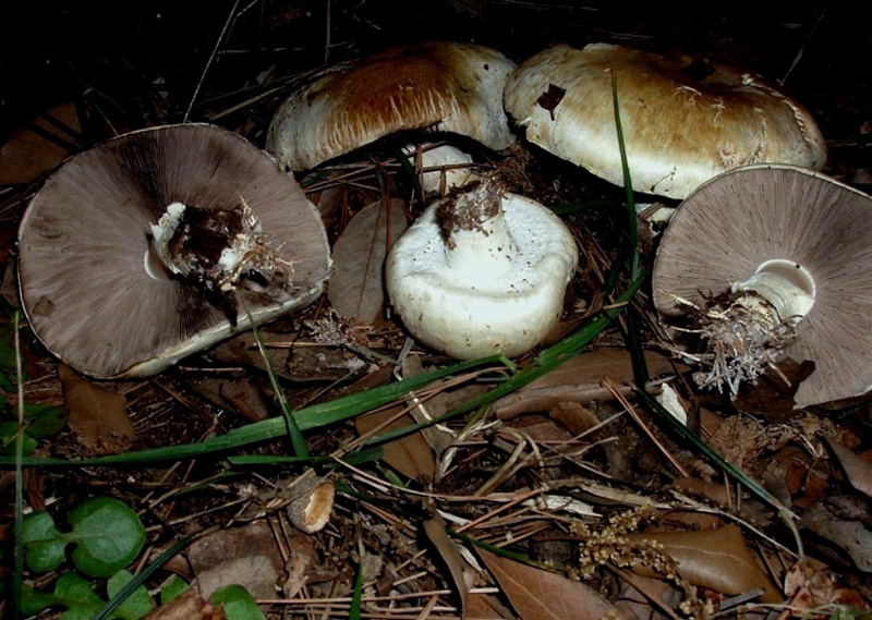 Agaricus fissuratus?